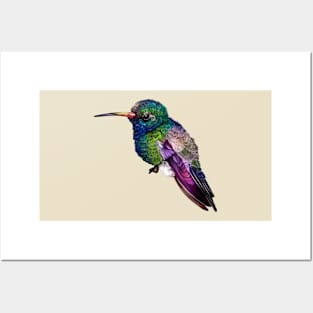 Hummingbird ~ Posters and Art